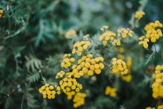 Immortelle - Everlasting Flowers - Verna Artisan Works