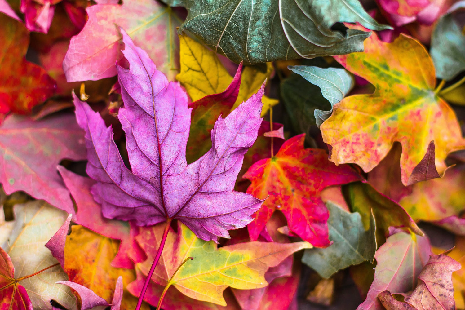 Fall Collection